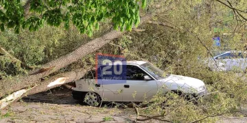 Дерево впало на машину