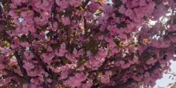 У Збаражі на Тернопільщині зацвіли сaкури