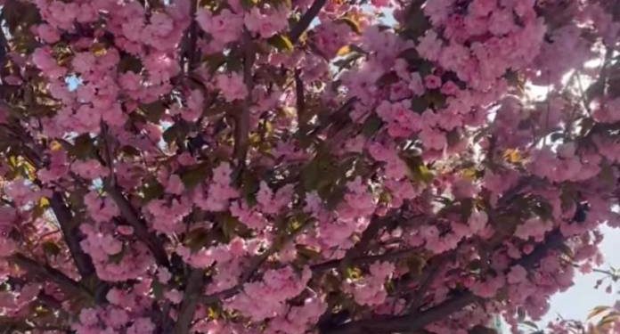 У Збаражі на Тернопільщині зацвіли сaкури