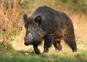 Дикий кабан на вулицях