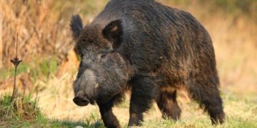 Дикий кабан на вулицях