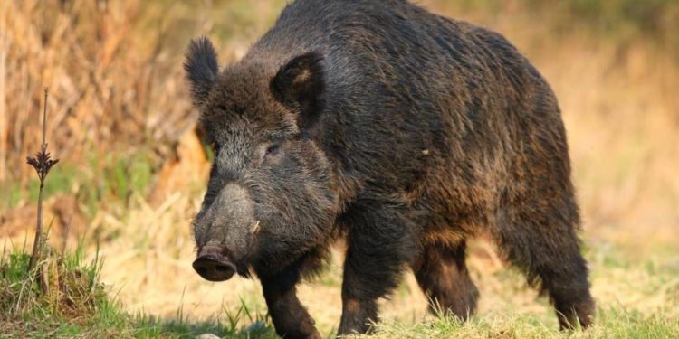 Дикий кабан на вулицях