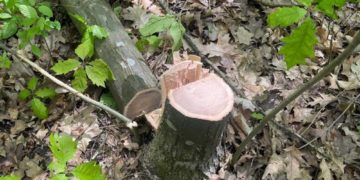 Незаконна вирубка дерев