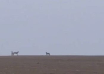 На Тернопільщині виявили вовків