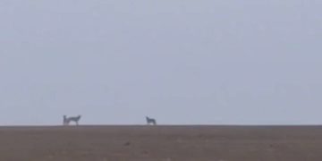 На Тернопільщині виявили вовків