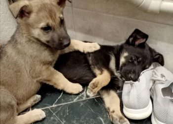 Невідомі викинули цуценят