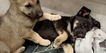 Невідомі викинули цуценят