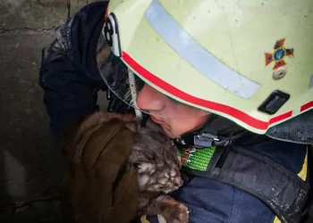 Рятувальники спасли кота