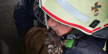 Рятувальники спасли кота