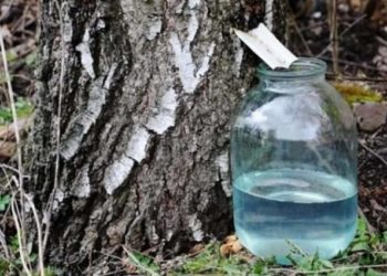 лісник вимагав хабар