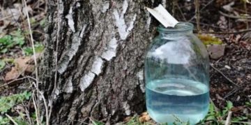 лісник вимагав хабар