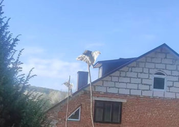 трупи хижих птахів