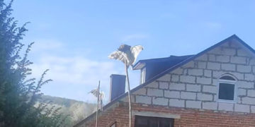 трупи хижих птахів