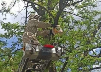 ДСНС зняли рій бджіл