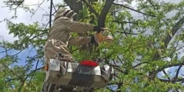 ДСНС зняли рій бджіл