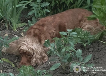 Знущання над тваринами