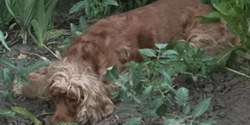 Знущання над тваринами