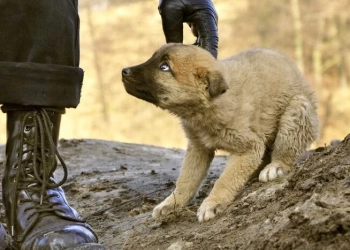 Чоловік жорстоко поводиться з собакою