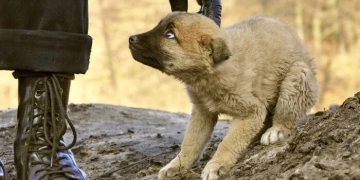 Чоловік жорстоко поводиться з собакою