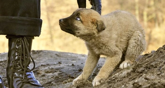 Чоловік жорстоко поводиться з собакою