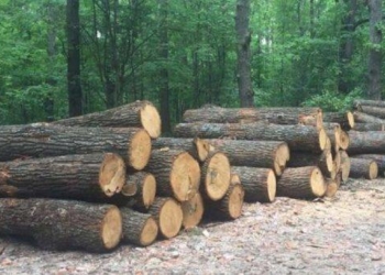 Крадіжка лісу на Тернопільщині