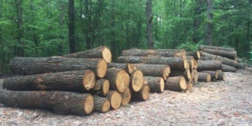 Крадіжка лісу на Тернопільщині