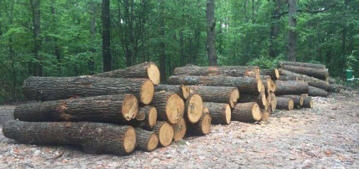 Крадіжка лісу на Тернопільщині