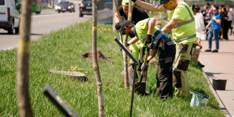 посади дерево ініціатива