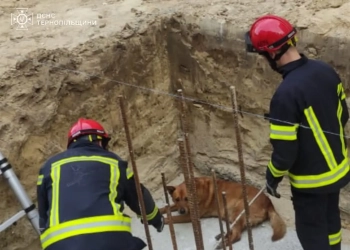 Рятувальники спасли пса