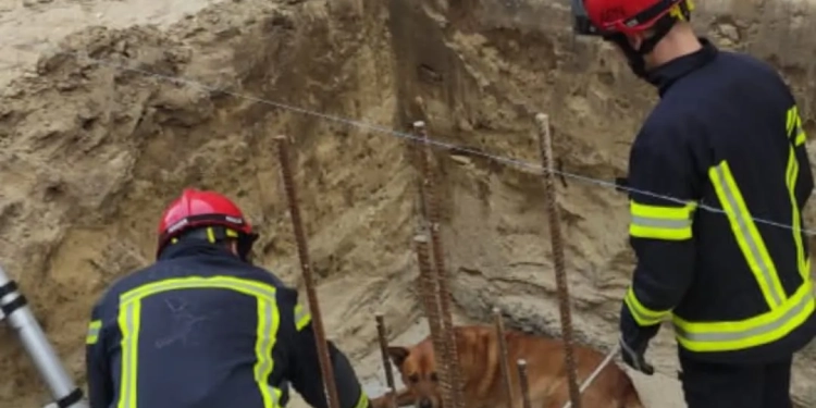 Рятувальники спасли пса