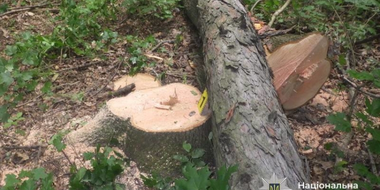 Незаконна вирубка дерев