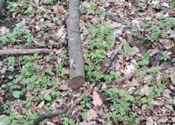 На Тернопільщині продають стовбур дерева