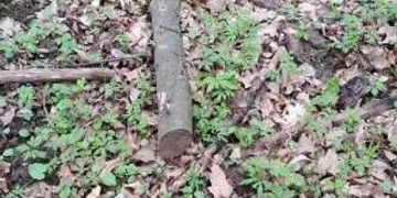 На Тернопільщині продають стовбур дерева