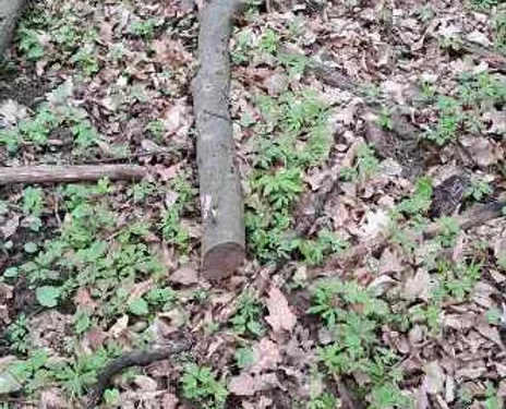 На Тернопільщині продають стовбур дерева