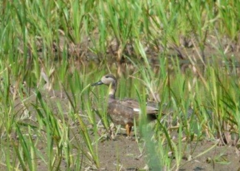 На Тернопільщині виявили рідкісну тварину