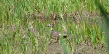 На Тернопільщині виявили рідкісну тварину