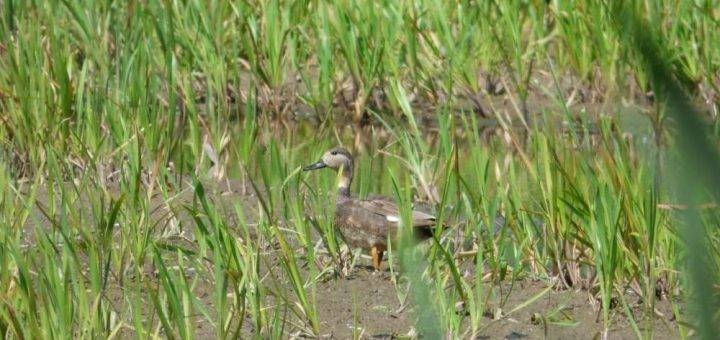 На Тернопільщині виявили рідкісну тварину