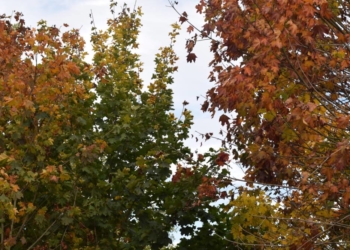 Громада відмовляється оформляти документи на землю