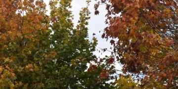 Громада відмовляється оформляти документи на землю