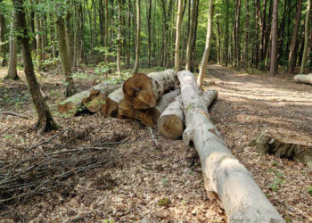 Незаконна вирубка лісу на Тернопільщині