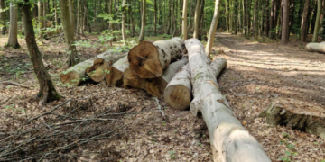 Незаконна вирубка лісу на Тернопільщині