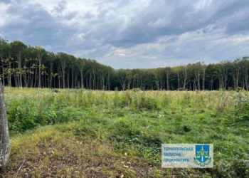 Лісники незаконно вирубали ліс