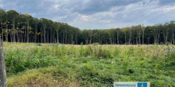 Лісники незаконно вирубали ліс