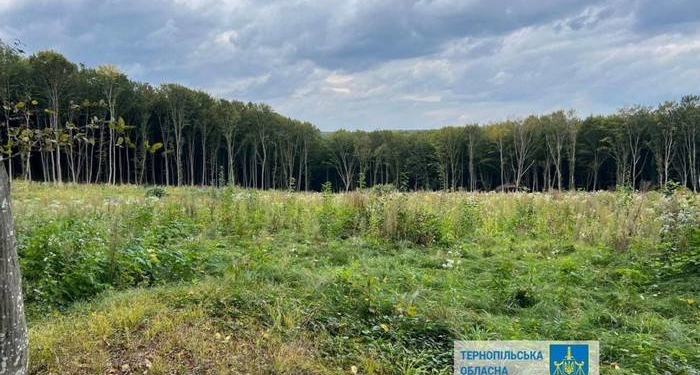 Лісники незаконно вирубали ліс