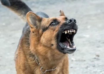 Собака покусав дитину