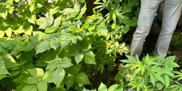 На Тернопільщині виявили наркотики