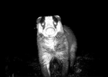 на Тернопільщині фотопастка зафіксувала родину борсуків