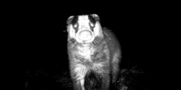 на Тернопільщині фотопастка зафіксувала родину борсуків