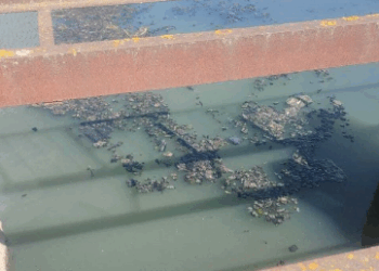 Забруднення річки на Тернопільщині