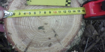 Незаконна порубка дерев